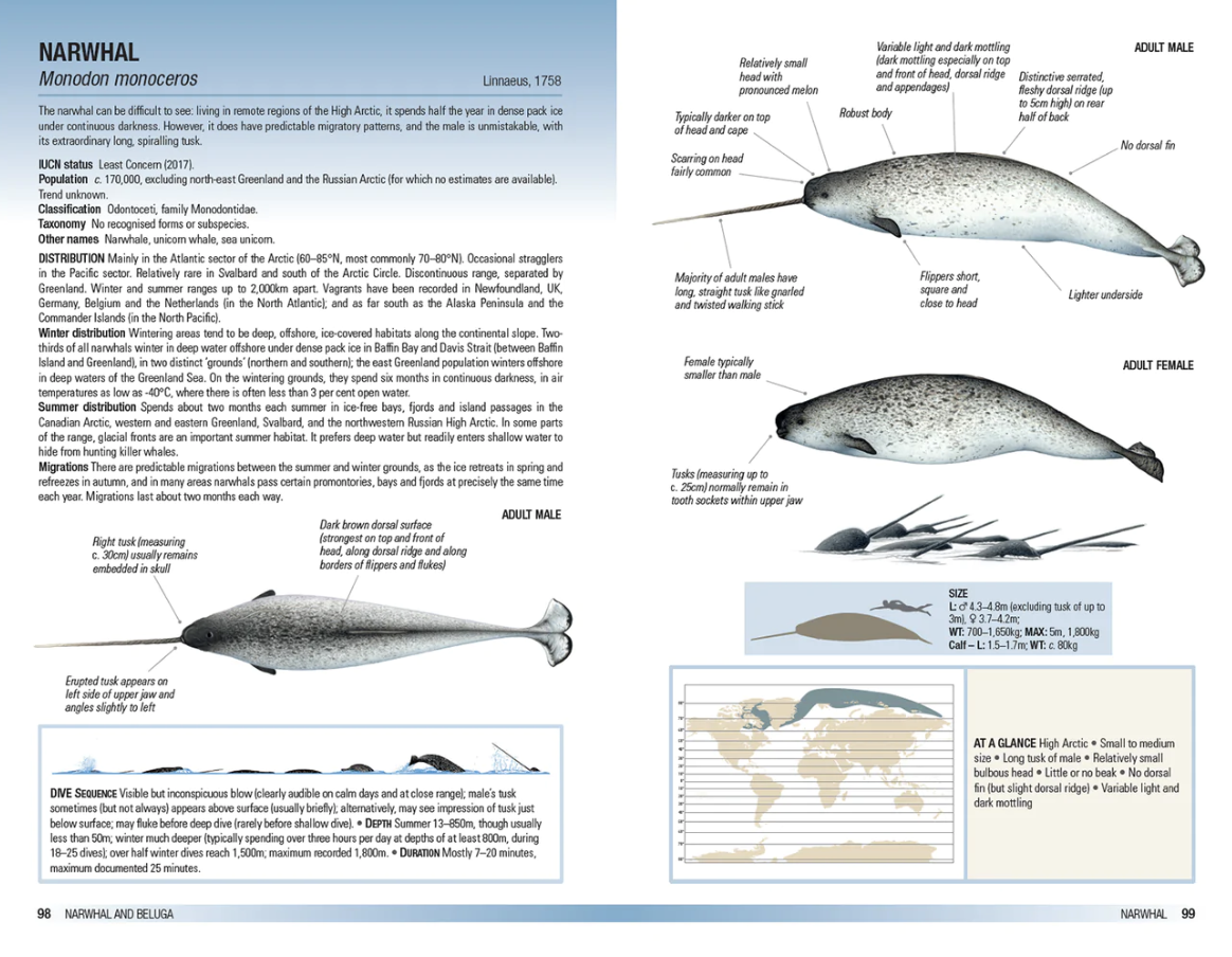 Field Guide to Whales, Dolphins and Porpoises